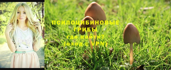 стаф Сатка